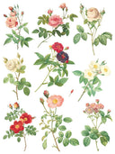 ROSE BOTANICAL , Rub on Transfer 12" x16" Pad, 8 pages - Decoupage Central