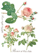 ROSE BOTANICAL , Rub on Transfer 12" x16" Pad, 8 pages - Decoupage Central