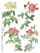 ROSE BOTANICAL , Rub on Transfer 12" x16" Pad, 8 pages - Decoupage Central