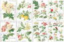 ROSE BOTANICAL , Rub on Transfer 12" x16" Pad, 8 pages - Decoupage Central