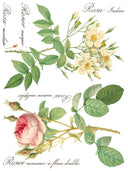 ROSE BOTANICAL , Rub on Transfer 12" x16" Pad, 8 pages - Decoupage Central